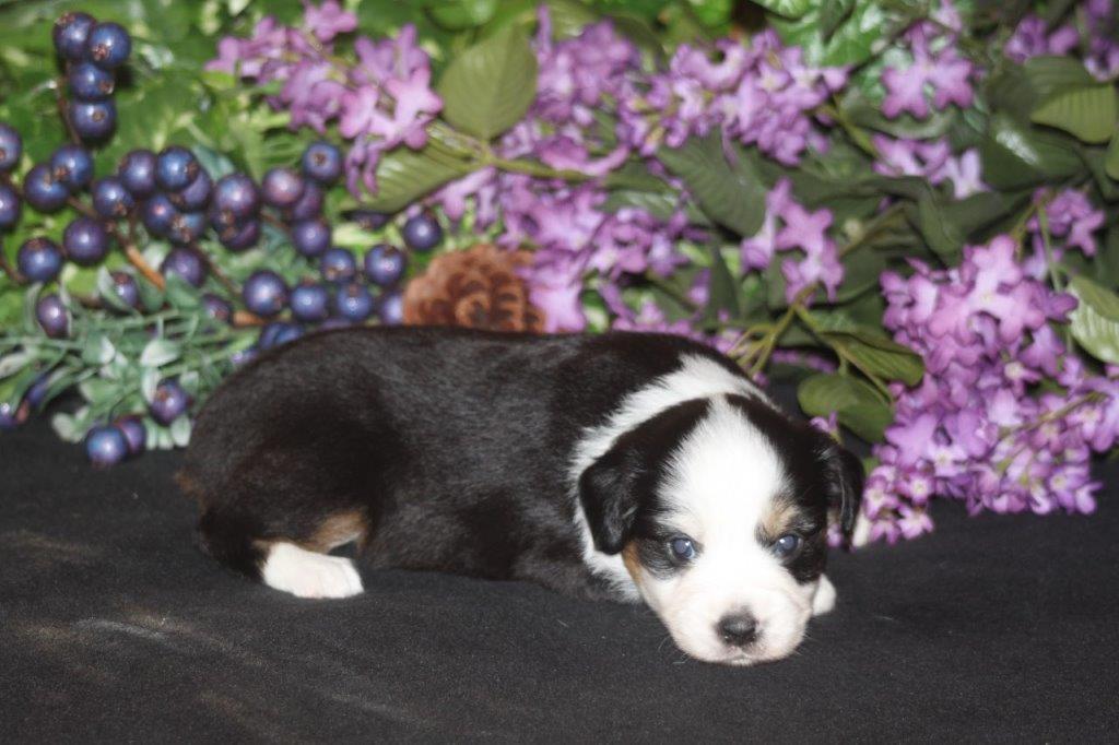 Our Puppies Sandy Creek Aussies